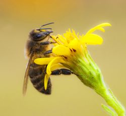 Biene auf Blume