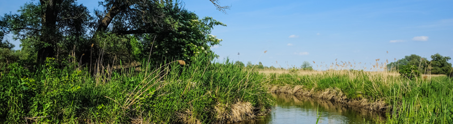 Wildkräuter an der Waterfront