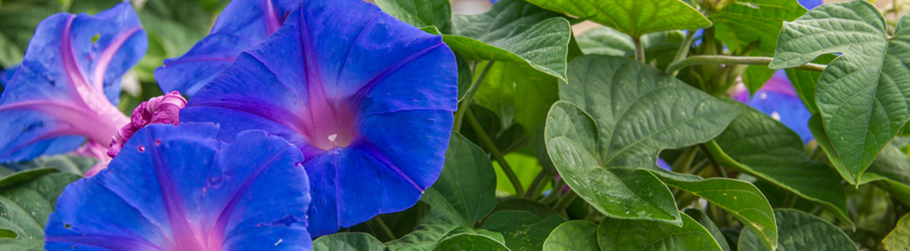 Wild morning glory flowers.