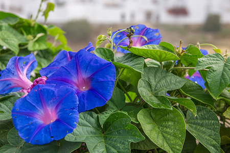 Wild morning glory flowers.