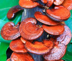 Reishi